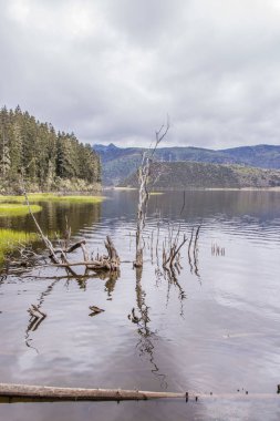 Ağaç dalı Pudacuo Ulusal lake doğa görünümünde solmuş
