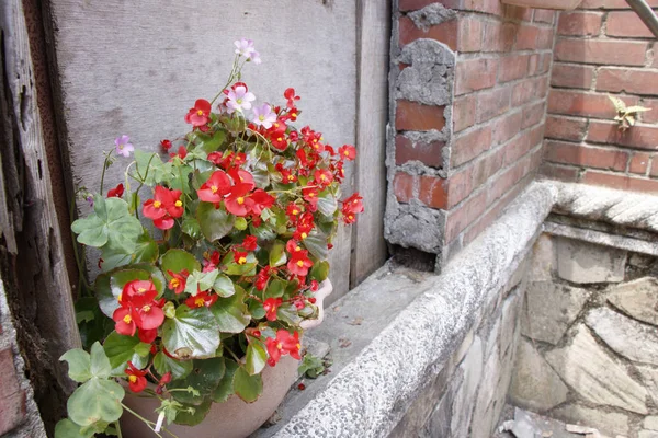 Danneggiato vecchia rovina muro di mattoni di cemento e la natura vaso di fiori rossi — Foto Stock