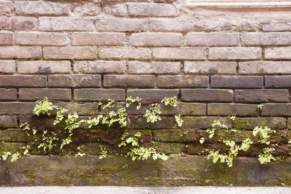 レンガの壁と自然の緑の植物葉を台無しに — ストック写真
