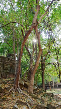 Beng Mealea ormandaki antik tapınak kalıntıları