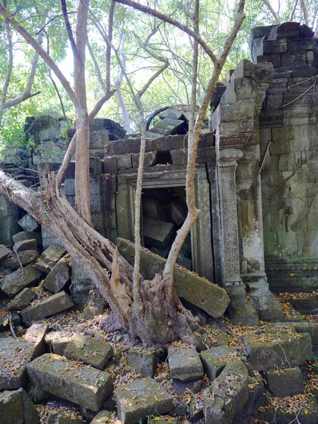 ジャングルの森の中にあるベンメリア古代寺院のルーチン — ストック写真