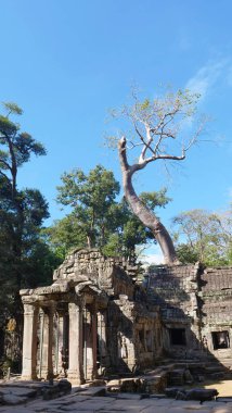 Angkor Wat kompleksindeki Ta Prohm Tapınağı manzarası, Siem Re