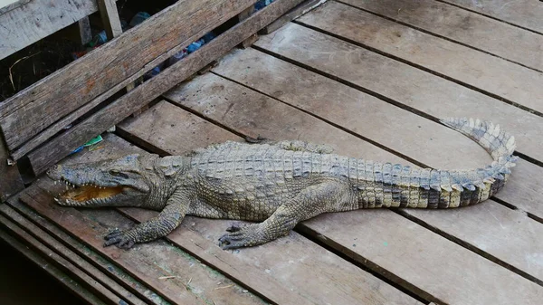 Crocodilo no lago Tonle Sap em Siem Reap, Camboja . — Fotografia de Stock