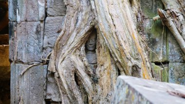Ta Prohm Tapınağı 'ndaki ağaç köküyle bükülmüş taş oyma sanatı.