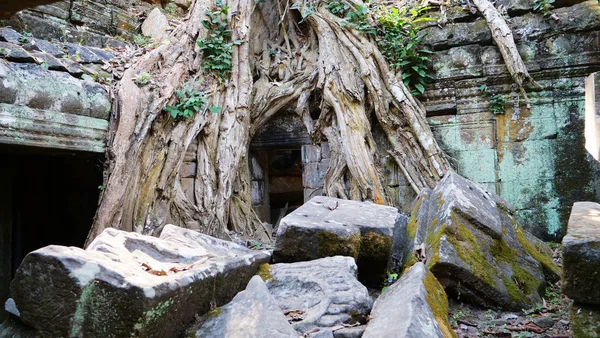 Angkor wa 'daki Ta Prohm Tapınağı' ndaki antik taş yıkıntısı ve ağaç kökü.