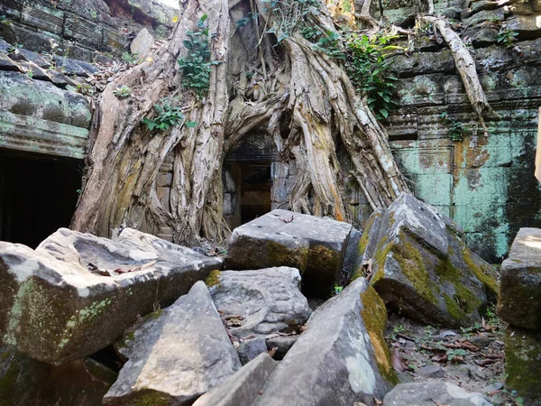 古代の石灰岩と木の根-アンコールワのタ・プローム寺院 — ストック写真