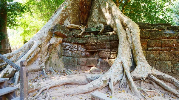 Tree root and stone rock wall at Ta Prohm Temple in Angkor wat c — Stock Photo, Image