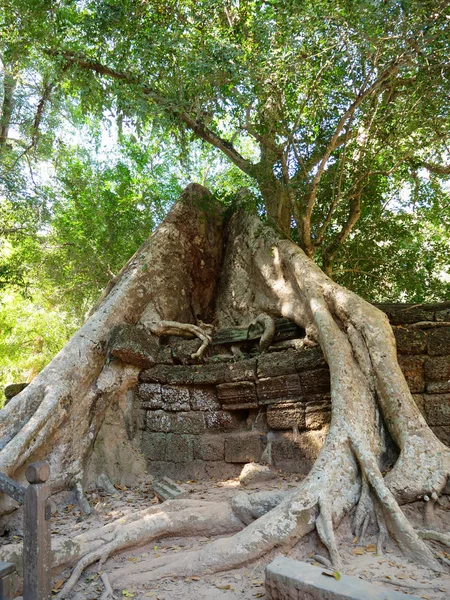 Kořen stromu a kamenná skalní stěna v chrámu Ta Prohm v Angkor Wat c — Stock fotografie