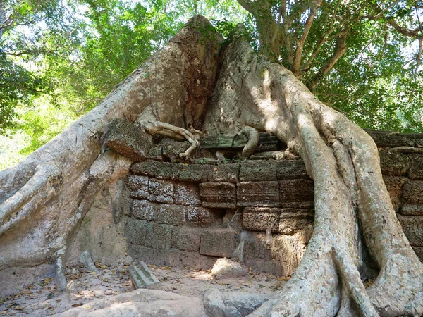 Boomwortel en stenen rotswand bij de Ta Prohm Tempel in Angkor wat c — Stockfoto