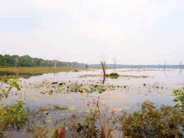 Ang 'daki Neak Poan gölünün güzel doğa manzarası