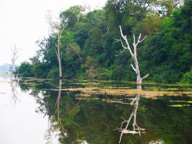 Ang 'daki Neak Poan gölünün güzel doğa manzarası