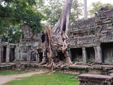 Yıkılmış taş mimarisi ve gökyüzü ağacının manzarası 