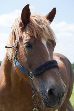 At, at yetiştirme, Rusya, tapınaklar, peyzaj