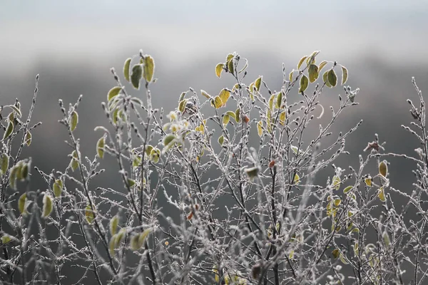Hoarfrost on branches — Stock Photo, Image