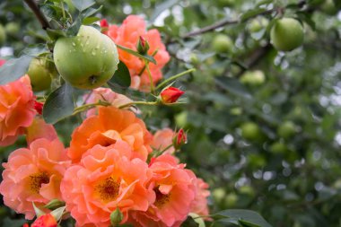  gül, Oranzhe bahçede yükseldi.