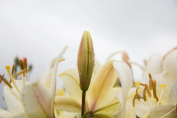 Bahçe, stamens Beyaz lilyum