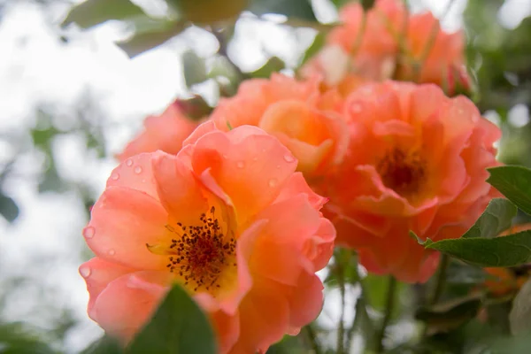 Roses, Oranzhe rose,  fresh — Stock Photo, Image