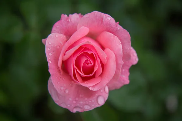 Rosa rosa, flor delicada, gotas de chuva — Fotografia de Stock