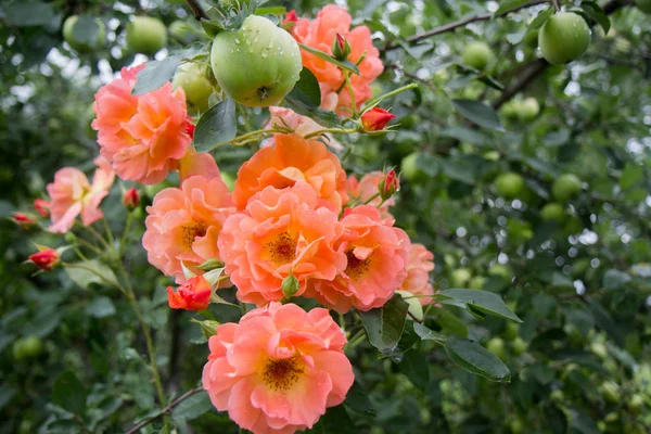  gül, Oranzhe bahçede yükseldi.