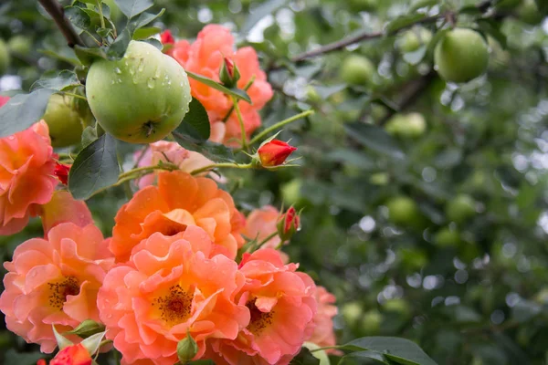  gül, Oranzhe bahçede yükseldi.