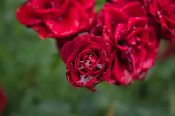 Red roses,  roses in the garden, bouquet — Stock Photo, Image