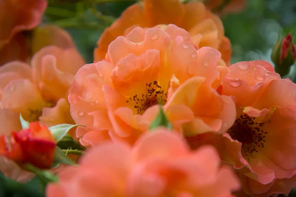Roses, Oranzhe rose in the garden — Stock Photo, Image