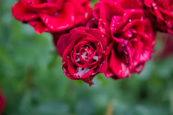 Red rose in the garden — Stock Photo, Image