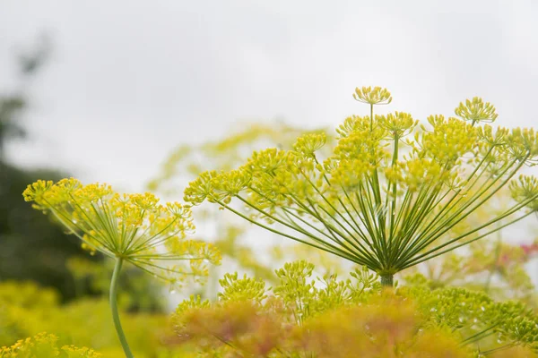 Grüne Dill-Fenchelblüte — Stockfoto