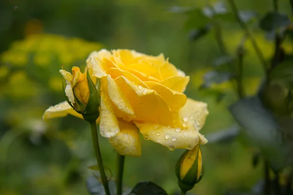 Yellow rose,  rose — Stock Photo, Image