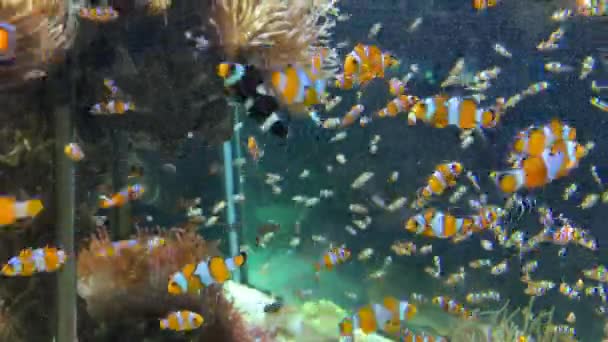 Ένα Σμήνος Από Ψάρια Κλόουν Κολυμπά Ένα Ενυδρείο Κοντά Στην — Αρχείο Βίντεο