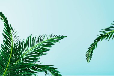Açık mavi arkaplanda palmiye yaprakları