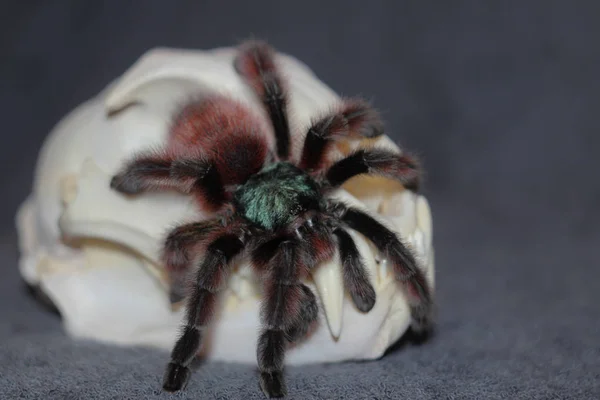 Una araña grande se sienta en el cráneo de un animal muerto . — Foto de Stock