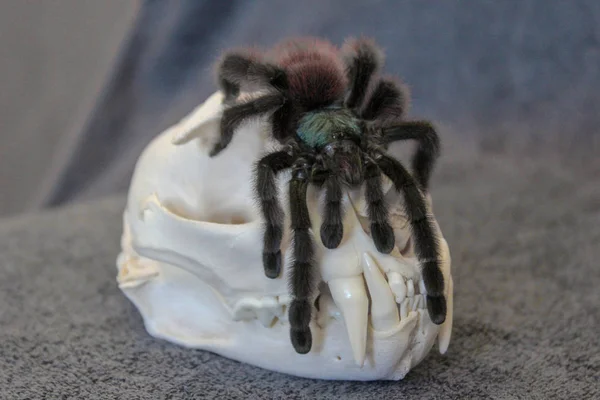 Gran araña de miedo se sienta en un cráneo blanco de un animal . — Foto de Stock