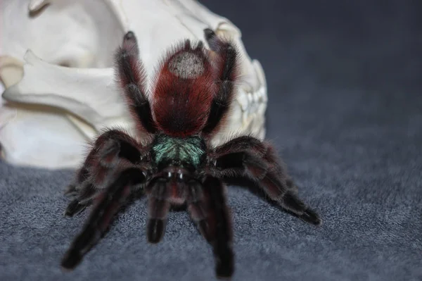 Una araña se sienta cerca de un cráneo y espera a una víctima . — Foto de Stock