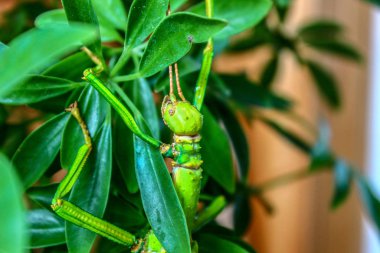 Bir ağaca saklanmış ve kılık değiştirmiş güzel bir ev. Çok güzel.