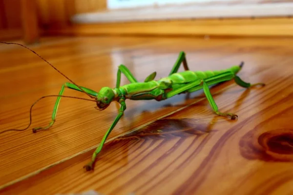 Stick insect sits on a wooden surface. Green insect sits on the surface.