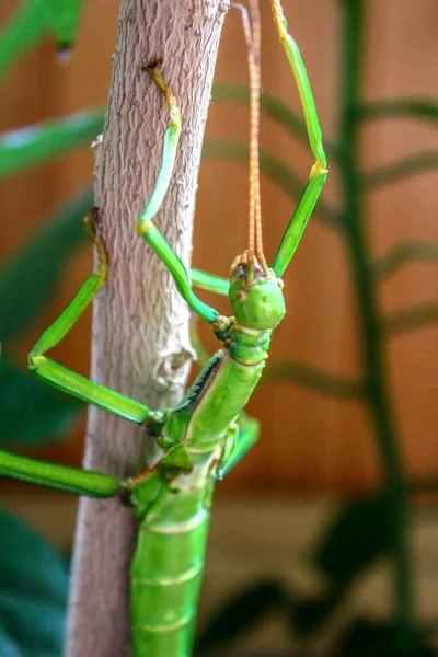 Incredible stick insect is sitting on a tree. Green stick insect is sticking into a tree and holding on.