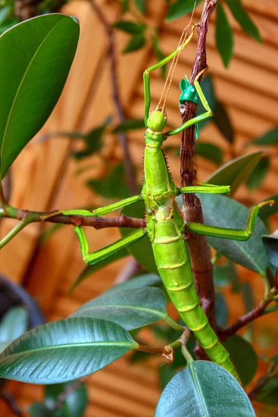 Small Insect Creeps Tree Insect Disguises Itself Tree Stick Insest — Stock Photo, Image