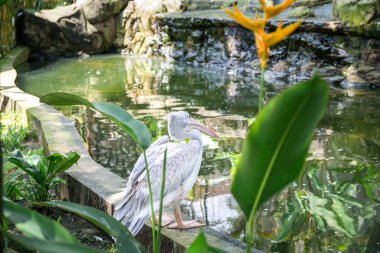 Yeşil bitkilerin arasında, kuş parkındaki bir gölette kahverengi pelikan. Fotoğraf Kuala Lumpur 'daki kuş parkından..