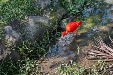 Kızıl aynak, Kuala Lumpur Kuş Parkı 'nda yiyecek aramak için bir dere yatağı boyunca yürür..