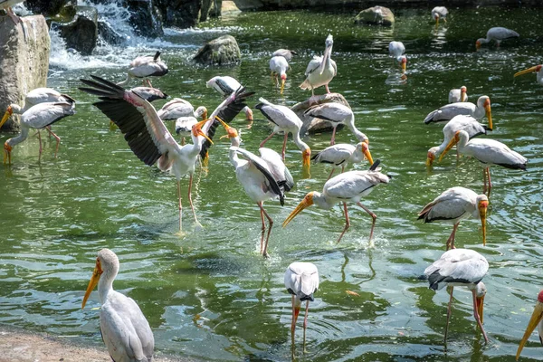 Sığ bir gölette birçok sarı gagalı leylek av arıyor. İki kuş işleri yoluna koyar. Fotoğraf Kuala Lumpur 'daki kuş parkından..