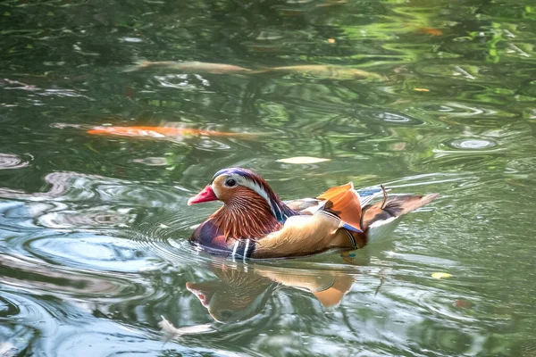 Närbild Manlig Mandarinanka Damm — Stockfoto