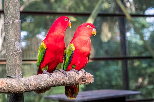 Dva Zblízka Chattering Lory Papoušci Sedí Voliéře Kuala Lumpur Bird — Stock fotografie