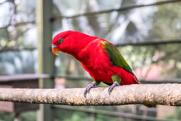 Close Pivô Tagarelando Sentado Aviário Papagaio Verde Vermelho Kuala Lumpur — Fotografia de Stock