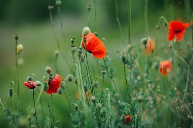 Kırmızı gelincikler yeşil alanda çiçek açıyor..