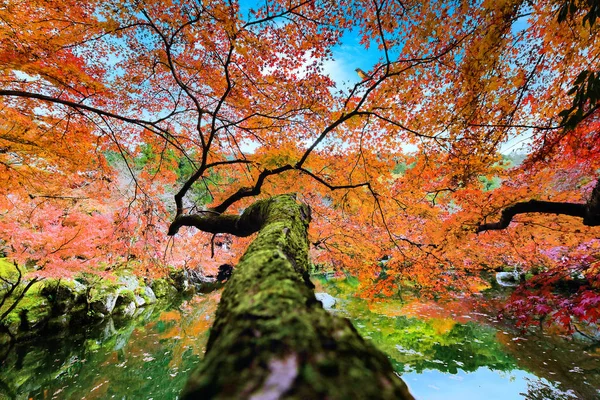 Осенние Деревья Растущие Общественном Парке Японии Путешествуют Посещают Японию Осенний — стоковое фото