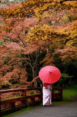 Geleneksel ya da orijinal Japon kıyafetleri giymiş, elinde şemsiyesi olan kadın, sonbahar parkının ortasında yürüyor, seyahat ediyor ve Japonya 'yı ziyaret ediyor.