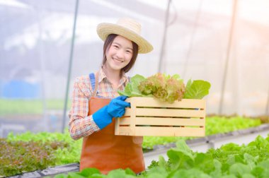 Genç bayan taze sebzelerle ilgileniyor. Tahta sepetle organik. Serada güzel bir kız tarafından hasat için hazırlanıyor.