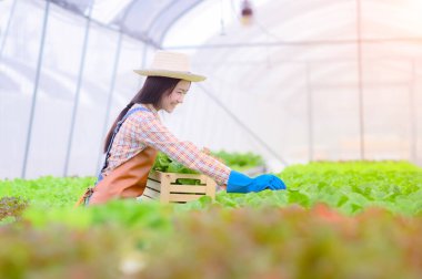 Genç bayan taze sebzelerle ilgileniyor. Tahta sepetle organik. Serada güzel bir kız tarafından hasat için hazırlanıyor.