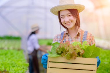 Young woman in takes care of Fresh vegetable Organic in wood style basket prepare serving harvest by a cute pretty girl in hydroponic farm, greenhous